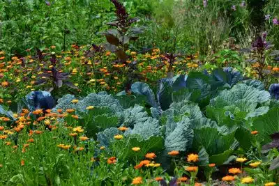 white cabbage, garden, vegetable growing