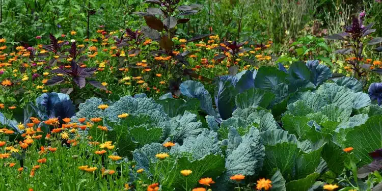 white cabbage, garden, vegetable growing