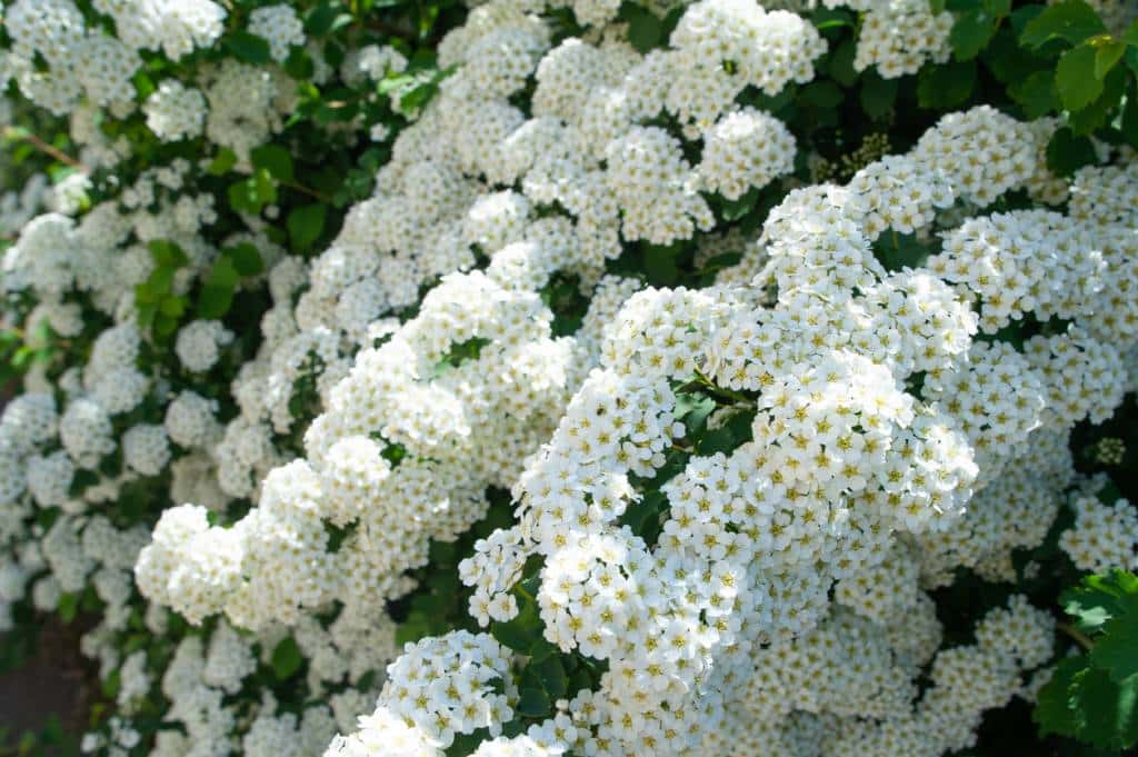 reine-des-prés fleur plante