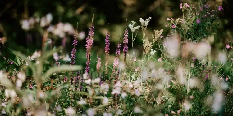 shallow focus photography of white flowers