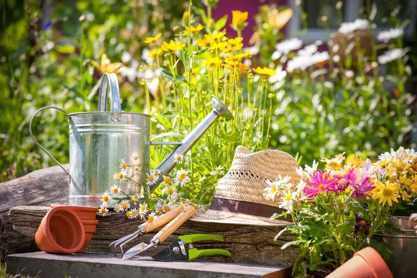 Un arrosoir dans un jardin