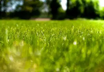 green grass field during daytime