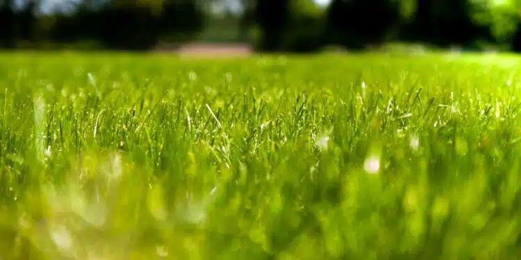 green grass field during daytime