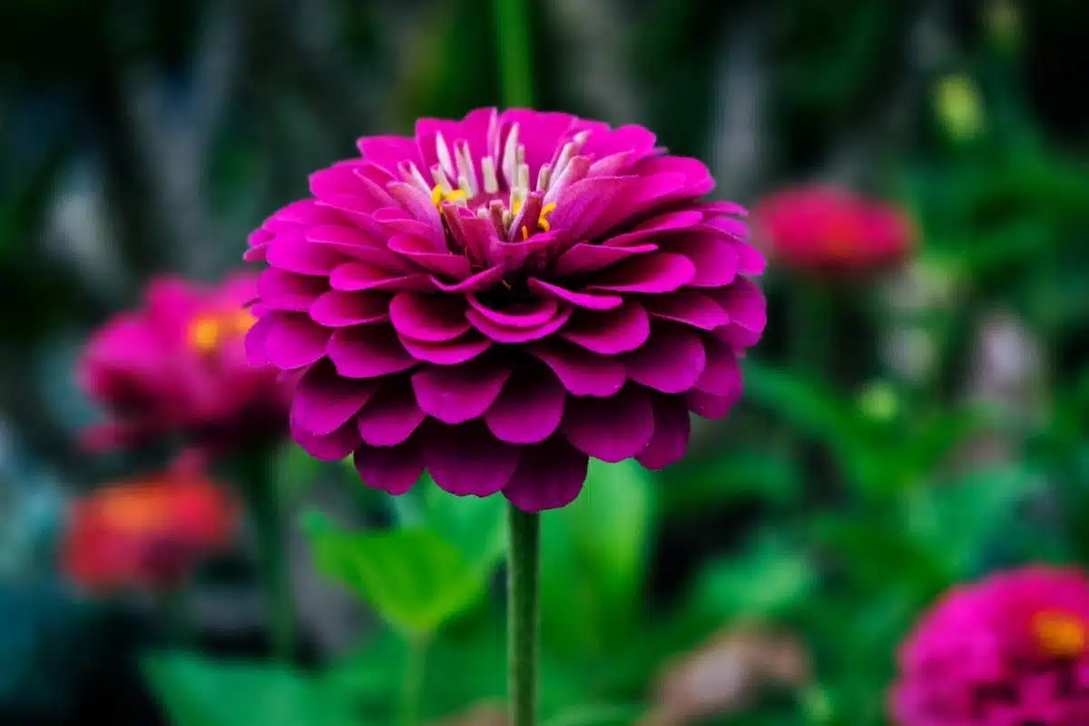 plantes colorées