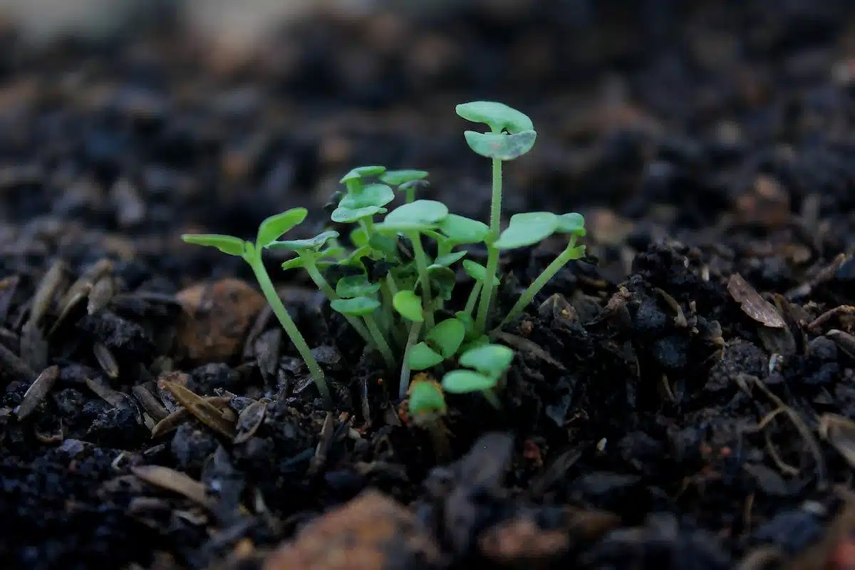 potager engrais