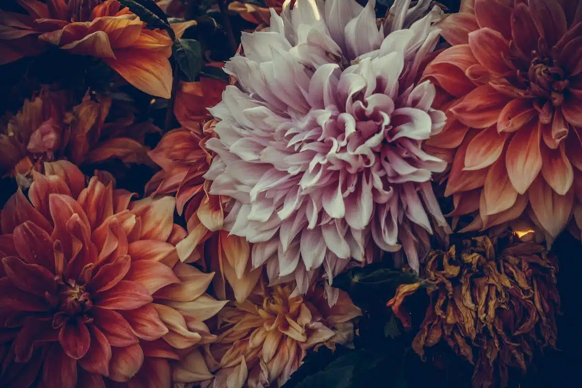 pivoines  entretien