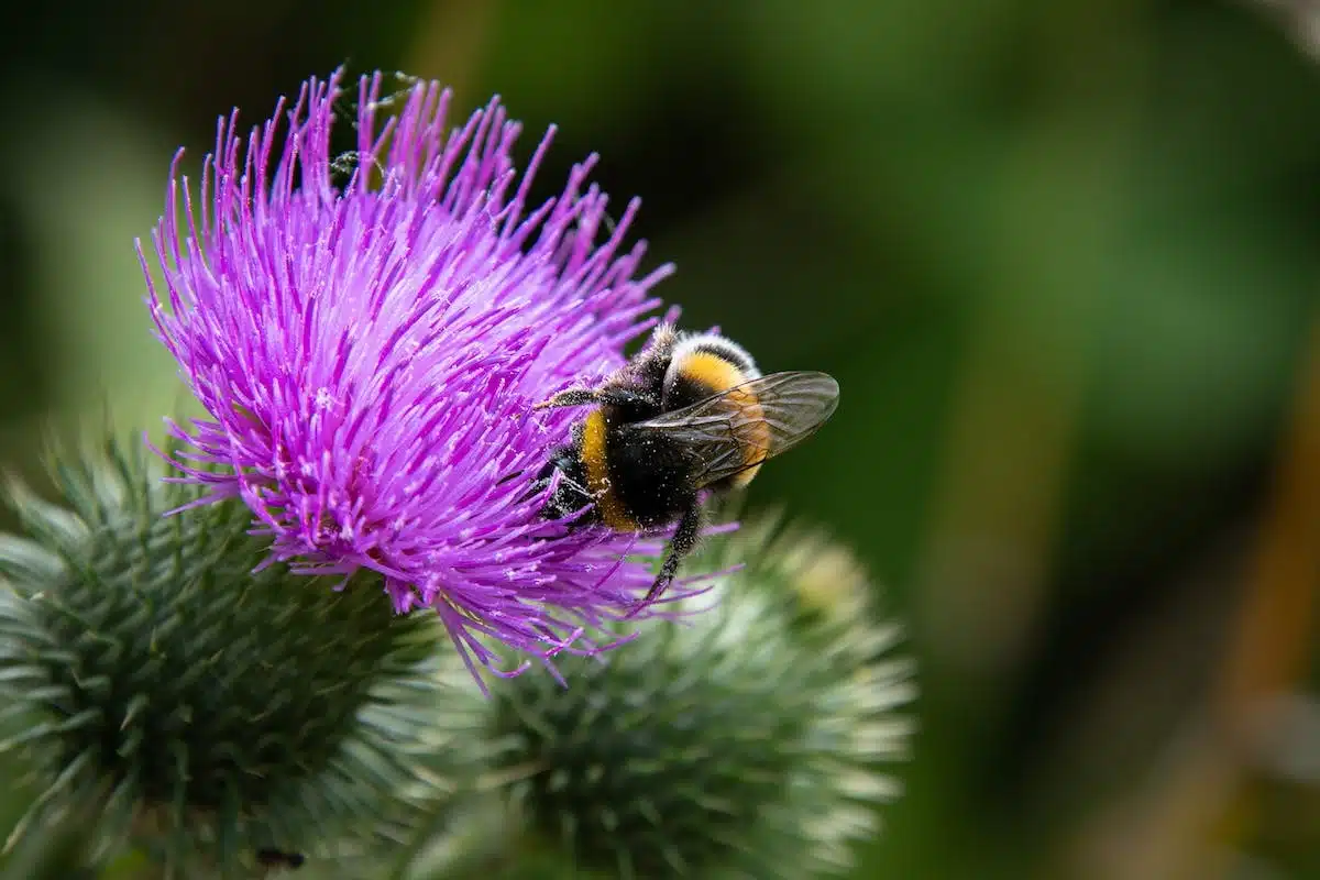 plantes pollinisatrices