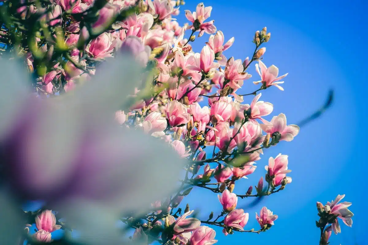 fleurs canicule