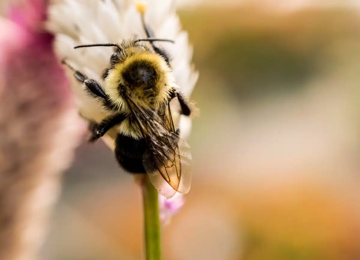 fleurs  abeilles