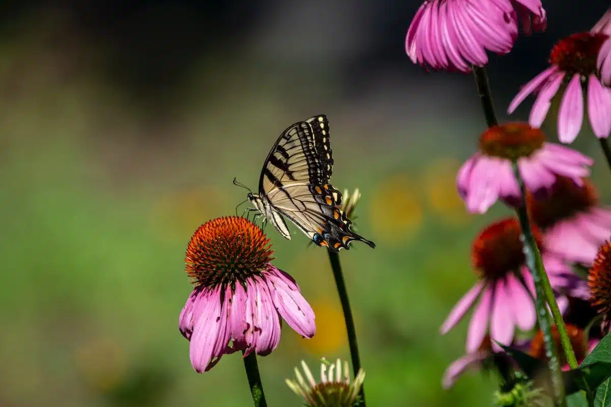 jardin papillons