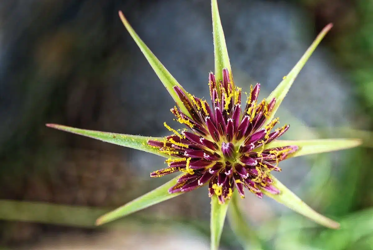 fleurs exotiques