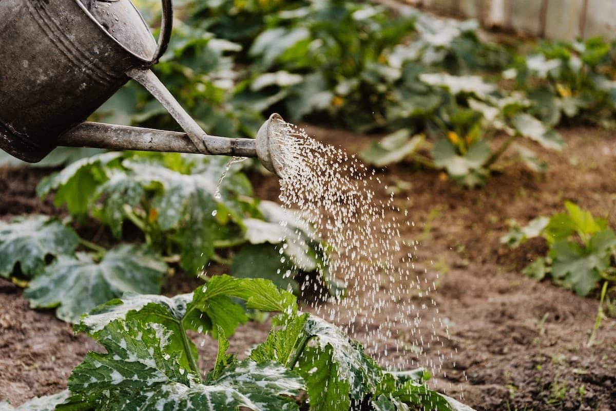 fertilisation potager
