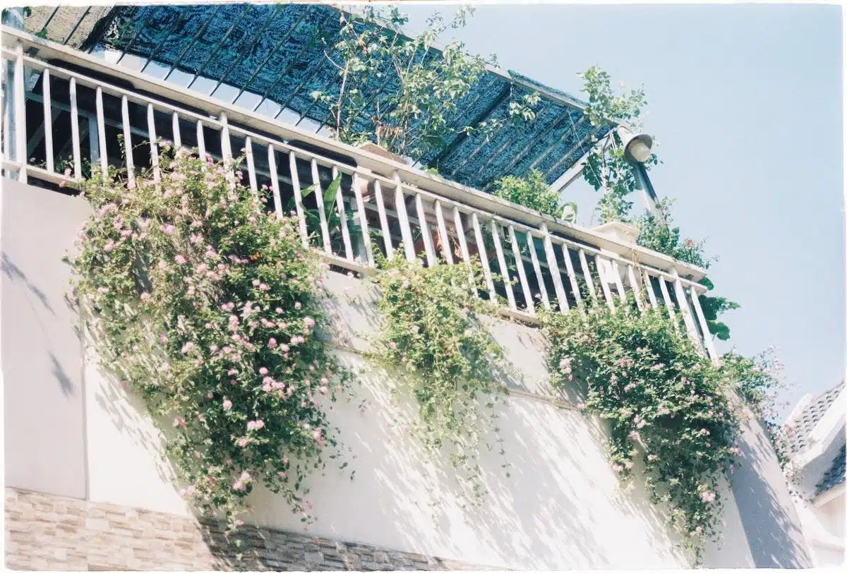 plantes balcon