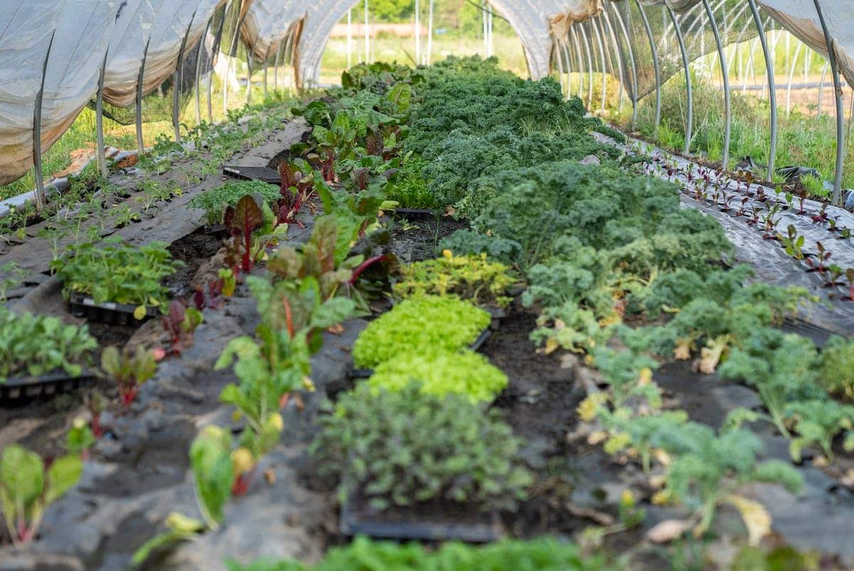 potager biologique