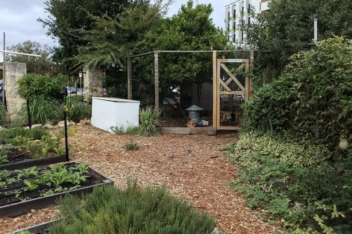 potager  aménagement