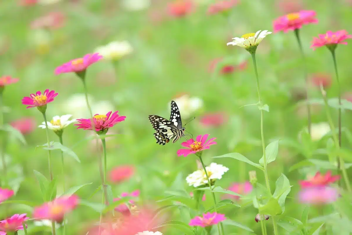 papillons jardin