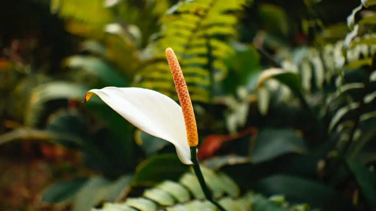 fleurs écologiques