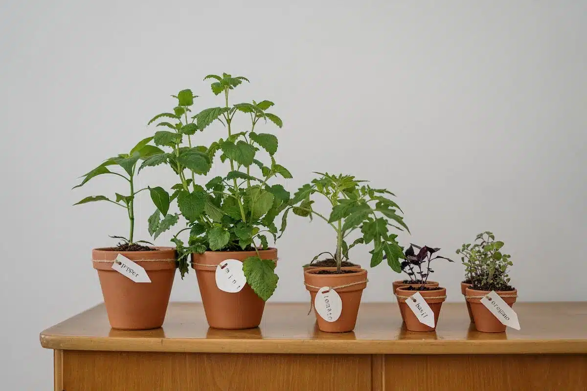 jardinage  débutants