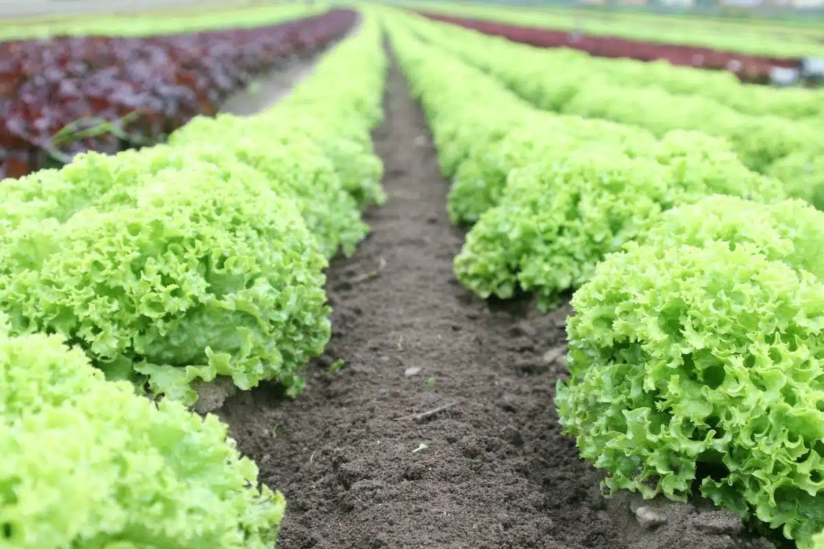 potager  légumes