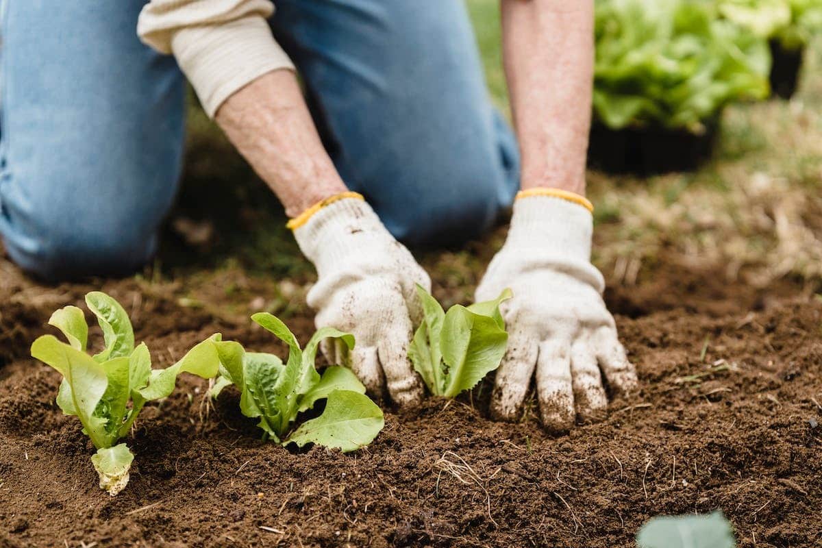 petit potager