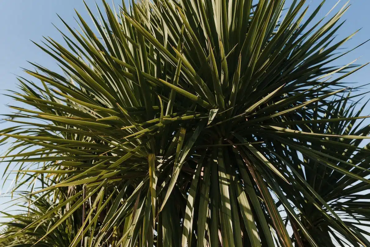 yucca filamentosa