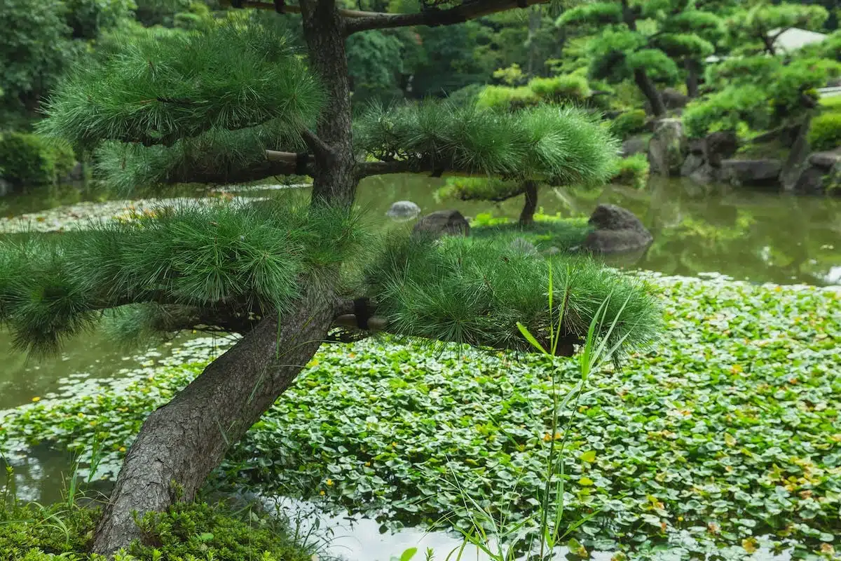 jardin écologique