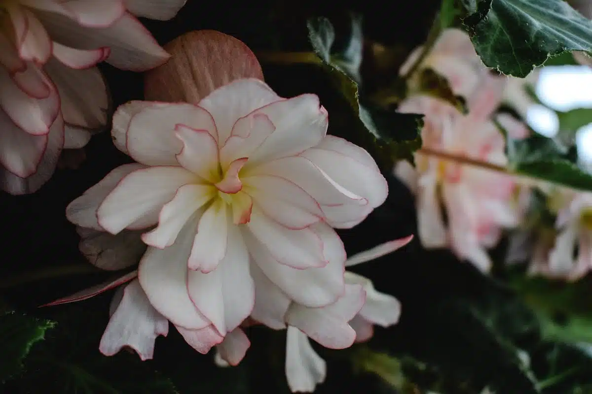 plantes résistantes