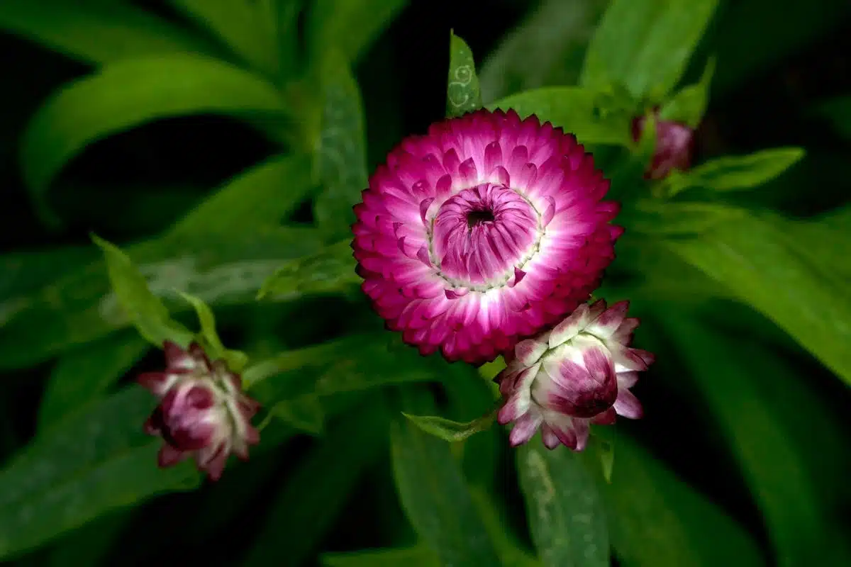 fleurs éternelles