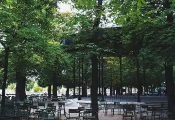 green trees and brown wooden bench