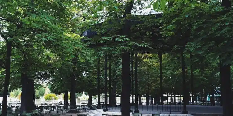 green trees and brown wooden bench