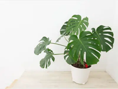 Monstera