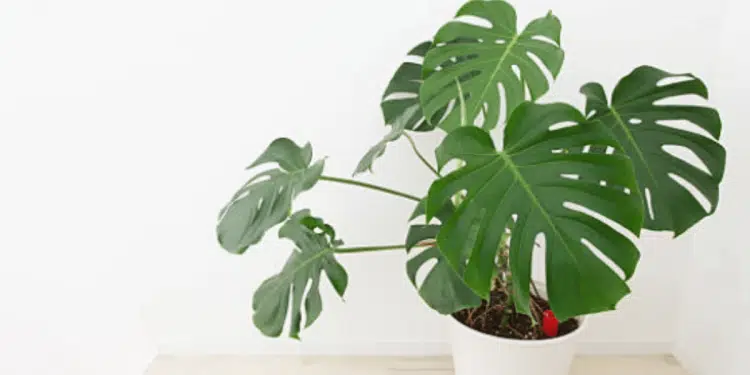 Monstera