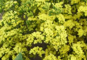 statice jaune