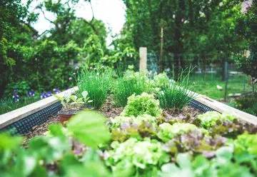 Les incontournables du carré potager