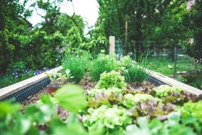 Les incontournables du carré potager