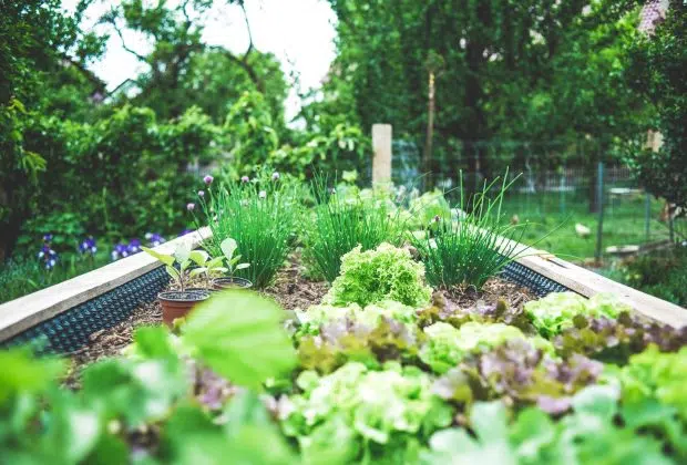Les incontournables du carré potager