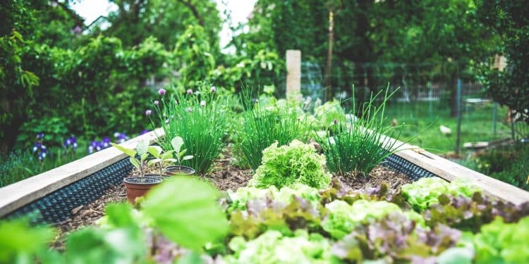 Les incontournables du carré potager