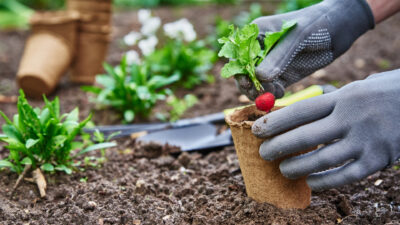 Comment créer un potager productif dans votre jardin ?