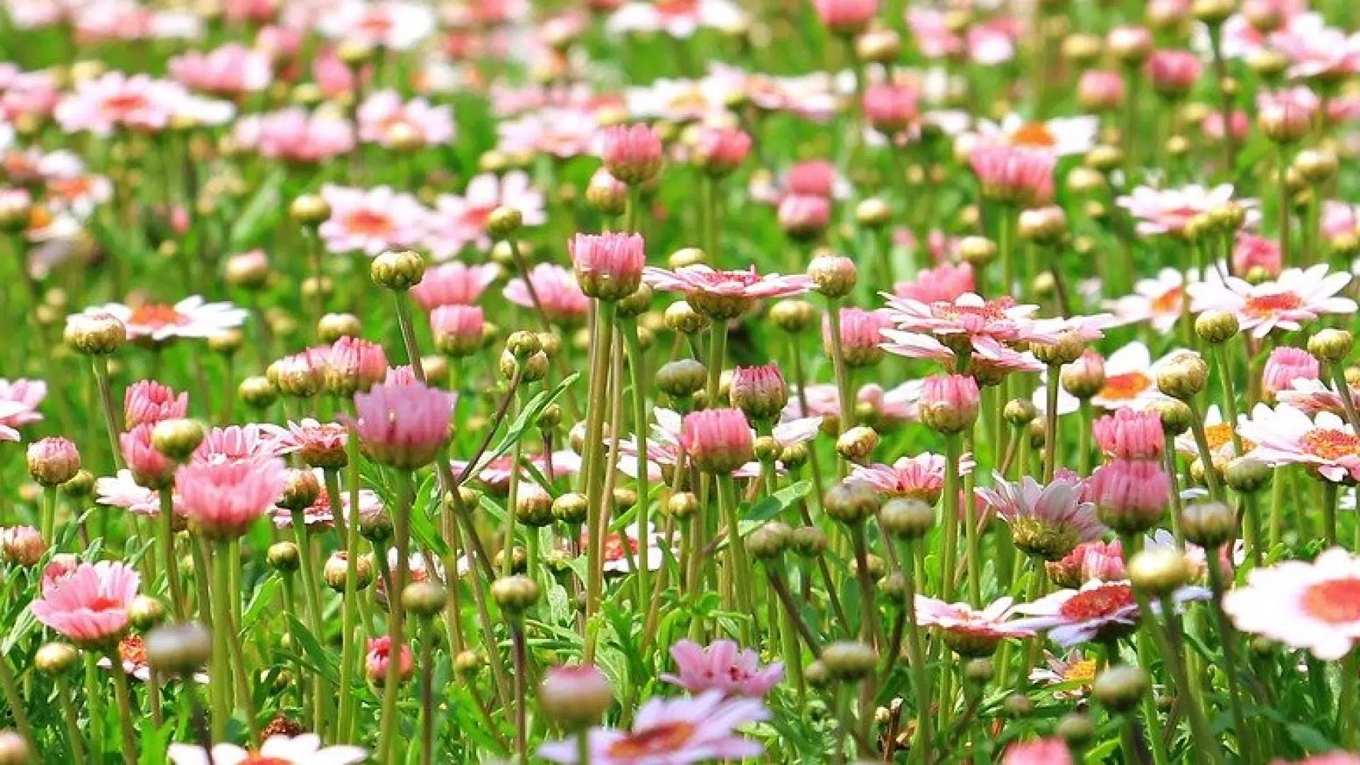 Comment dénicher les bonnes affaires pour équiper son jardin ?