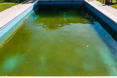 formation des algues dans votre piscine