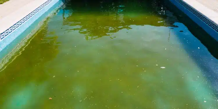 formation des algues dans votre piscine