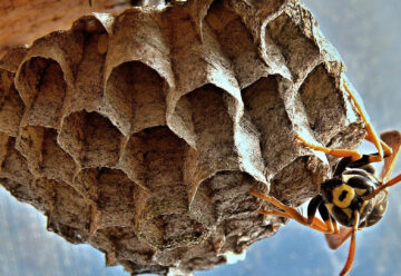 Comment se débarrasser des nids de guêpes ?