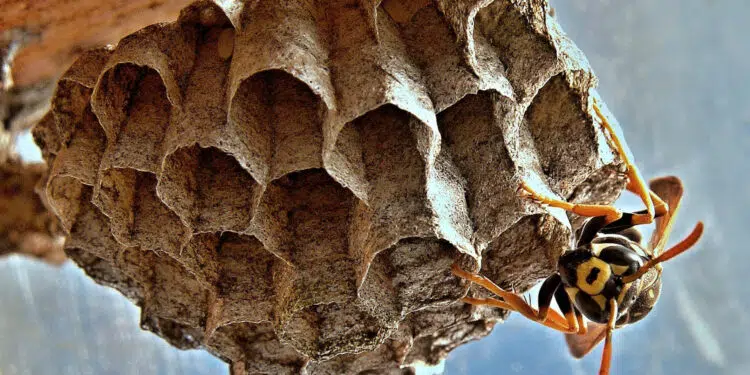 Comment se débarrasser des nids de guêpes ?