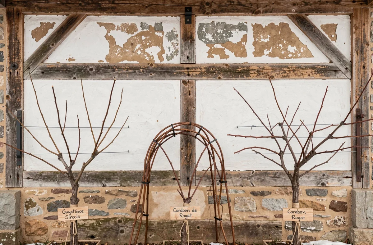 Comparaison des trois méthodes de taille de la vigne en hiver : Guyot, Sylvoz et Cordon de Royat contre un mur de grange rustique