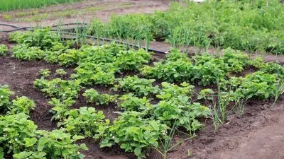 Conseils pour réussir l’aménagement de son potager