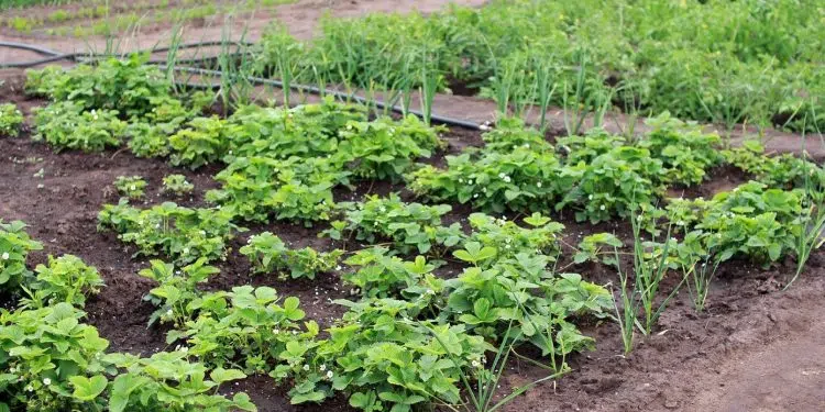 Conseils pour réussir l’aménagement de son potager