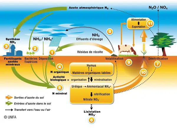 cycle azote