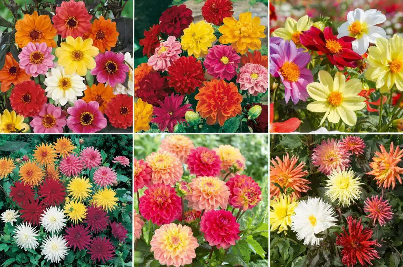 Quand planter le dahlia ? Info Jardinage