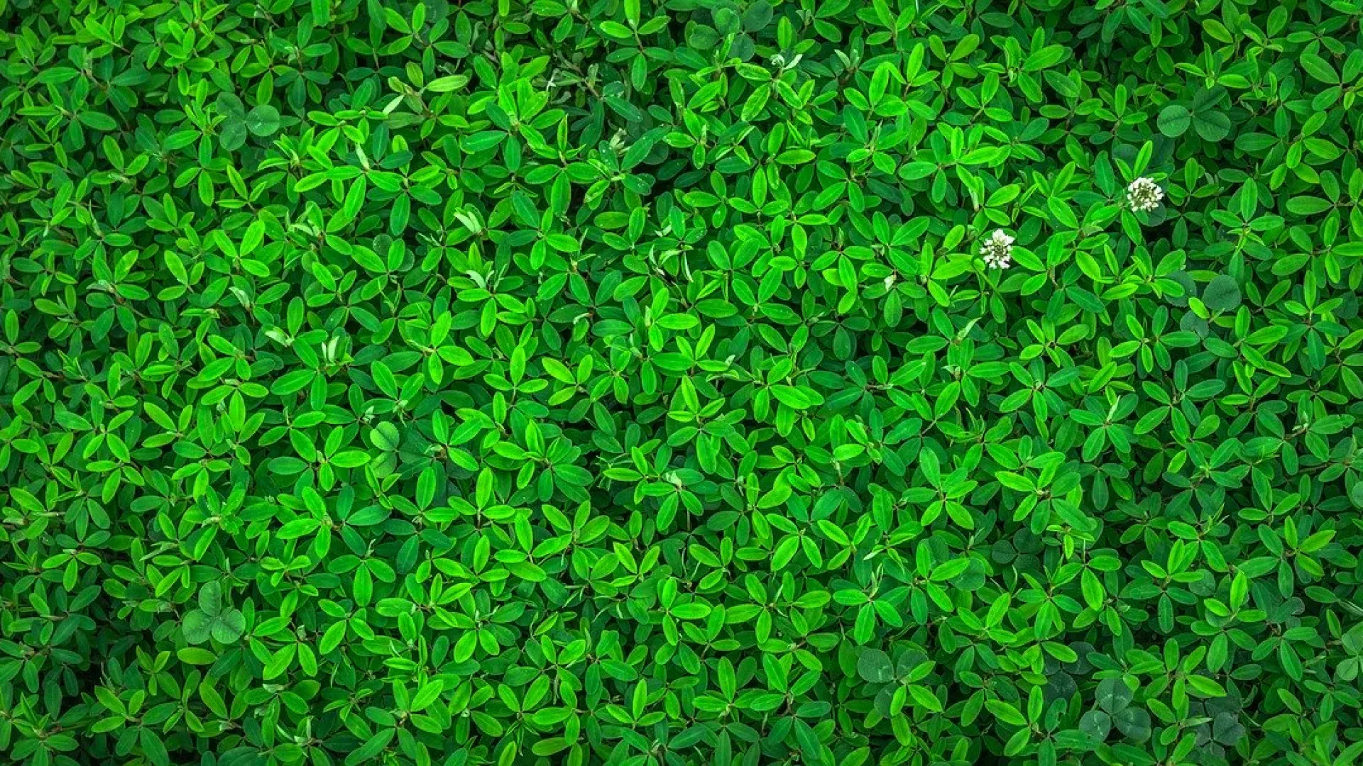 Est-il possible de faire pousser des plantes pour créer des e-liquides ?