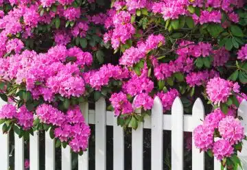 rhododendron